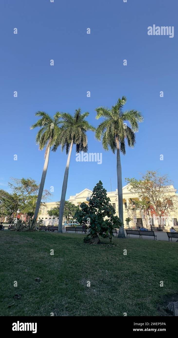 Three royal palm trees in Leoncio Vidal park, santa clara, cuba Stock Photo