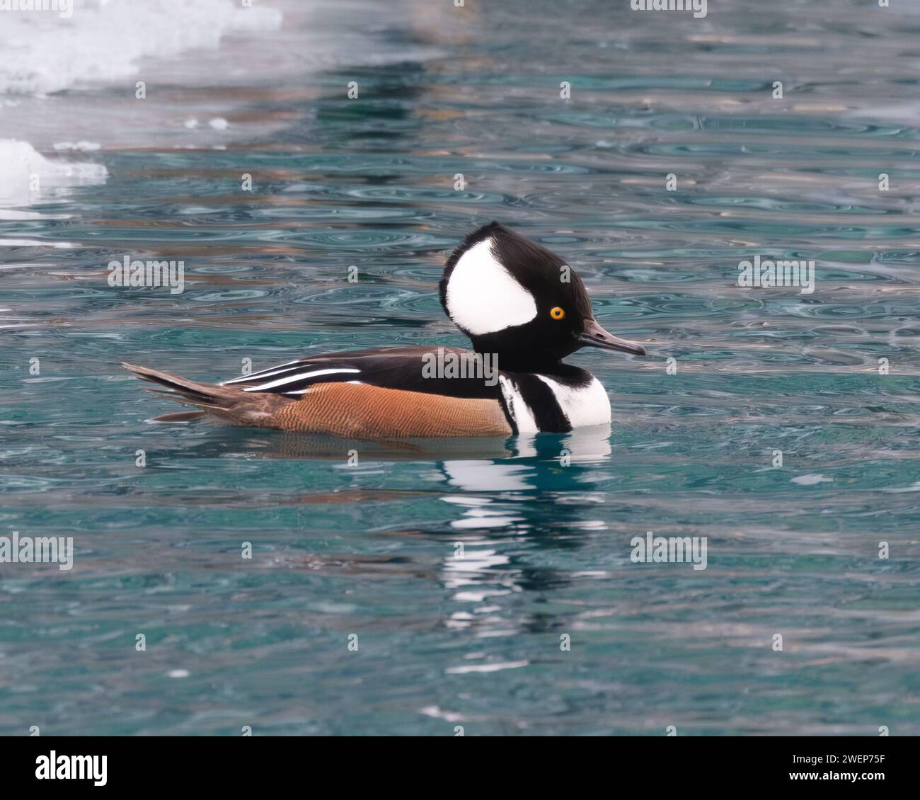 A Hooded Merganser Duck gliding next to icy floe in serene waters Stock Photo