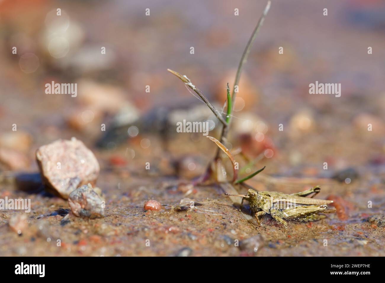 Groundhopper (Tetrix bipunctata) on a sand pit shore Stock Photo Alamy