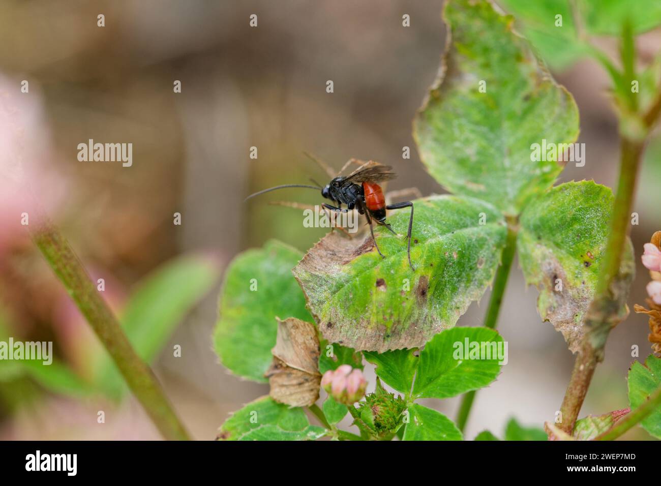 Running crab spider (Philodromus) defending it's egg nest against an