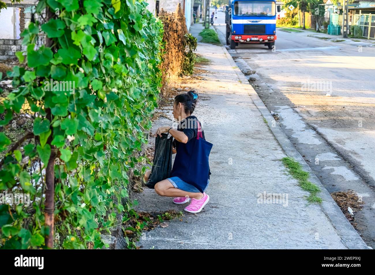 woman picking fruits from plant in fence, santa clara, cuba, 2024 Stock Photo