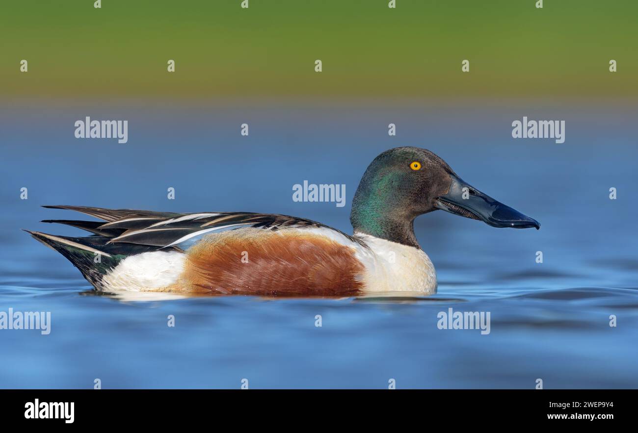 Male Northern Shovelers (Spatula clypeata) proud swimming in blue waters pond in full breeding plumage Stock Photo