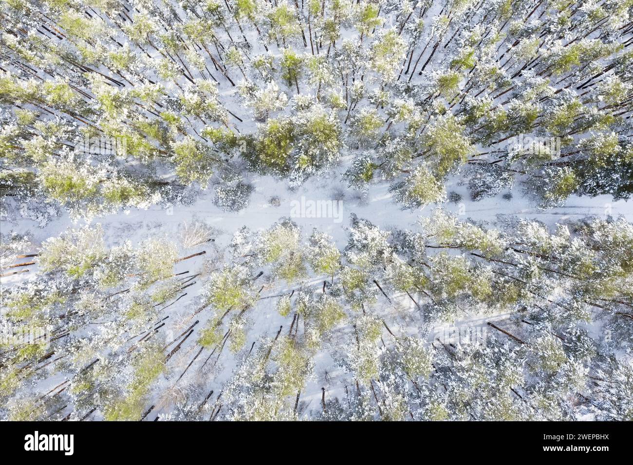 Snow covered winter forest from aerial top view. Stock Photo