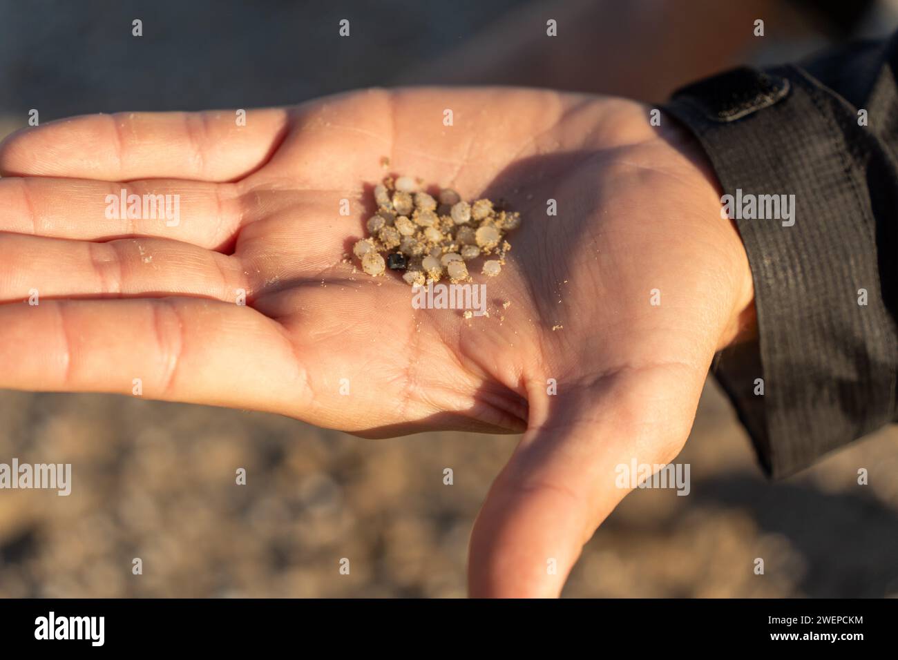 January 26, 2024 Barcelona, Spainpolitics Barcelona- Plastic Pollution in Catalonia Photo Eric Renom/LaPresse After the environmental disaster of plastic pellets in Galicia, a problem that was discovered years ago on one of the beaches of the Catalan coast has gained prominence. The beach of La Pineda, in the town of Vilaseca, near Tarragona and Salou, is surrounded by the largest petrochemical complex in southern Europe, where thousands of tons of these small beads, no larger than a lentil, are manufactured for plastic production. The organization Good Karma, co-founded by Jordi Oliva with th Stock Photo