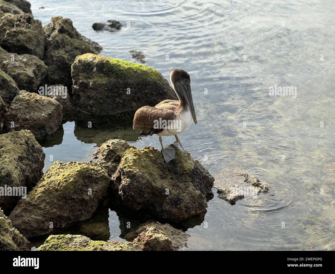 Bird perched on rocks in water by rocky shore Stock Photo