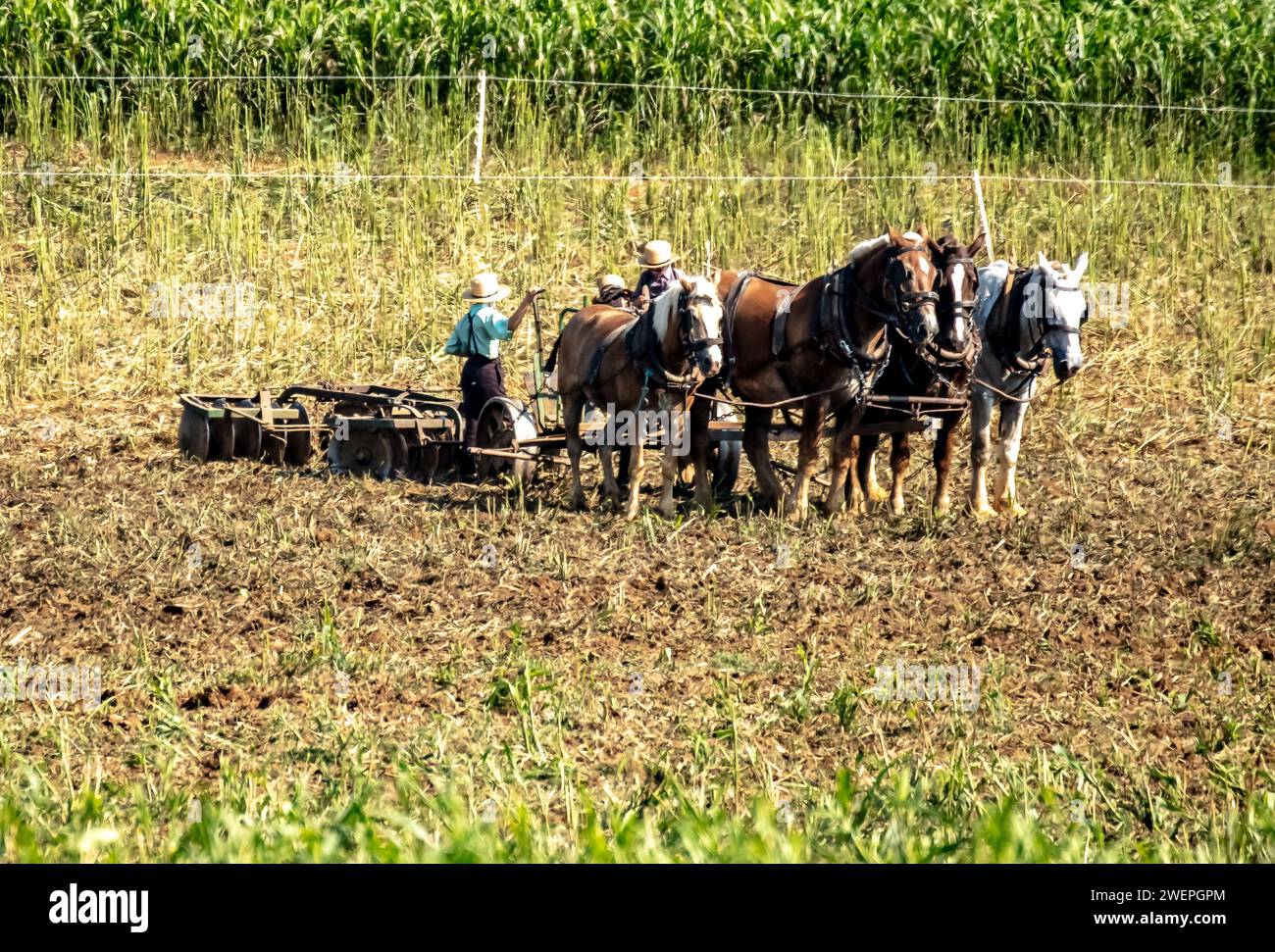 Amish Youth Working the Fields Stock Photo