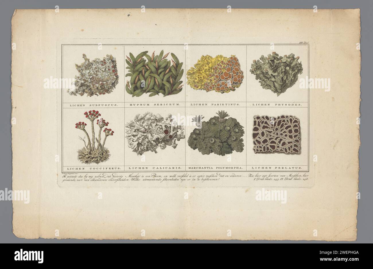 Eight types of mosses, J.P. van Hoogstraten (Possible), c. 1779 print Lichen puscus, hypnum silky, lichen parietinus, lichen physodes, lichen cocciferus, Lichen Calicaris, Marchant Polymorpha. Lichen was carried out.  paper. watercolor (paint) engraving / etching / brush mosses Stock Photo