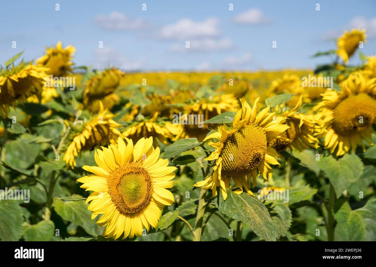 Sommer Sonnenblumen im Sonnenlicht. Sonnenblumen leuchten auf einem