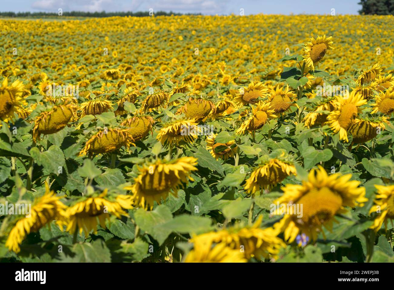 Bluhende landschaften hires stock photography and images Alamy