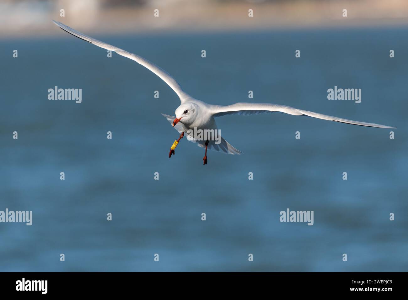 Mediterranean Gull (Ichthyaetus melanocephalus) with ring, that was originally ringed as a chick just outside the city of Hamburg in 2021 Stock Photo