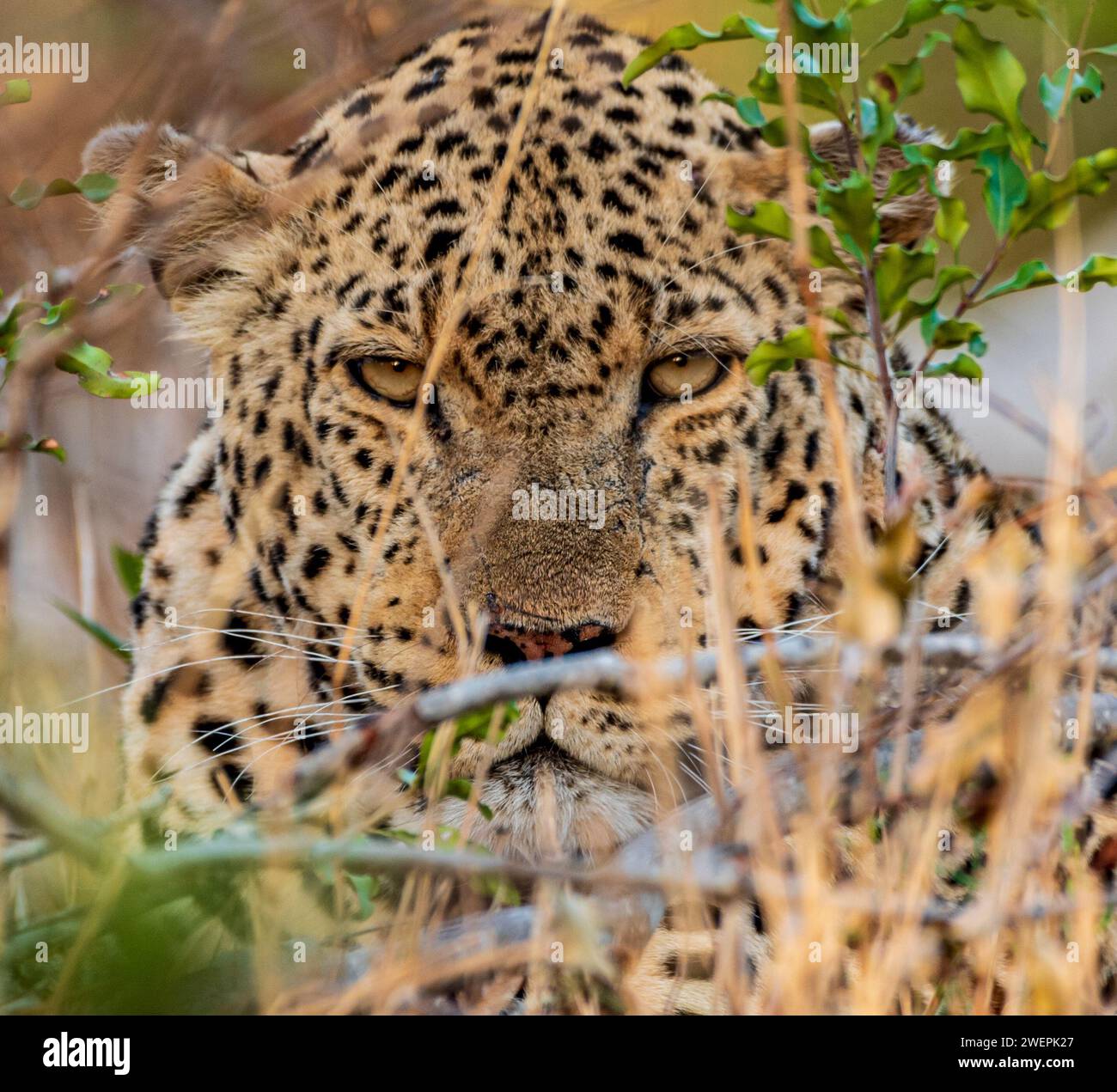 A leopard taking cover behind a bush for shade Stock Photo
