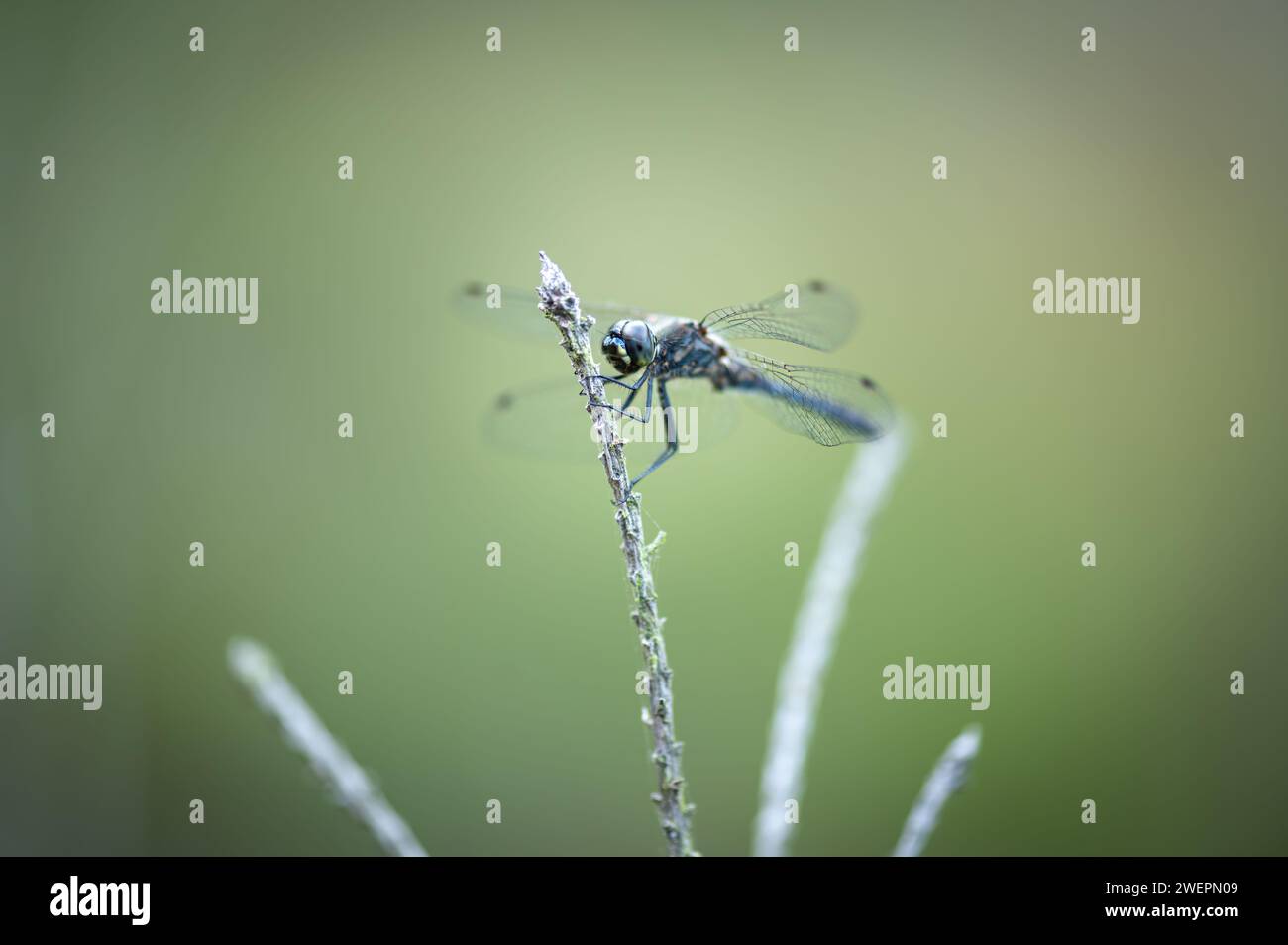 black darter or black meadowhawk Stock Photo