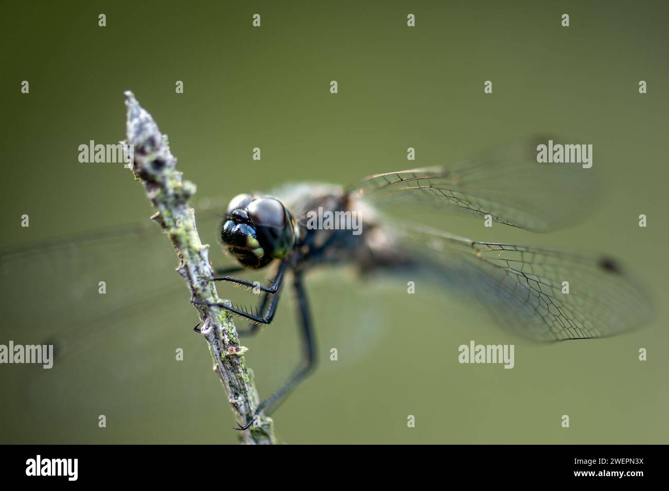 black darter or black meadowhawk Stock Photo