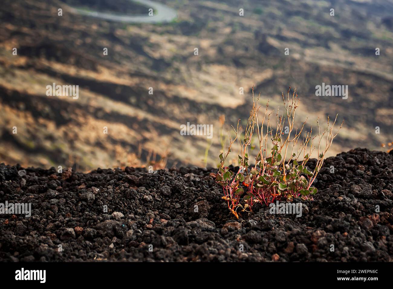 Growing Volcano small plants grow in a hostile territory such as a volcano Stock Photo ...