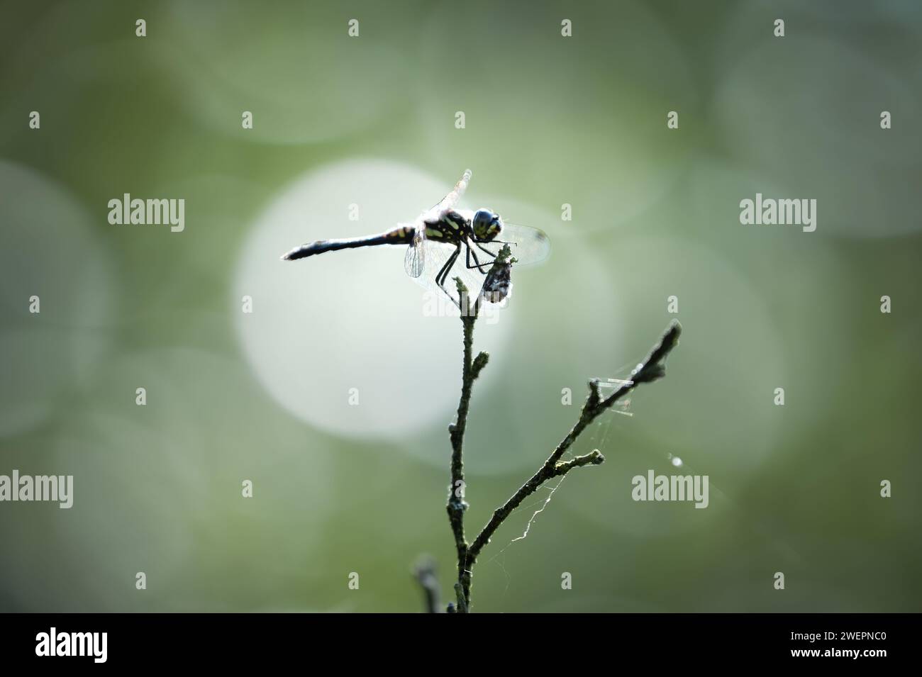 black darter or black meadowhawk Stock Photo