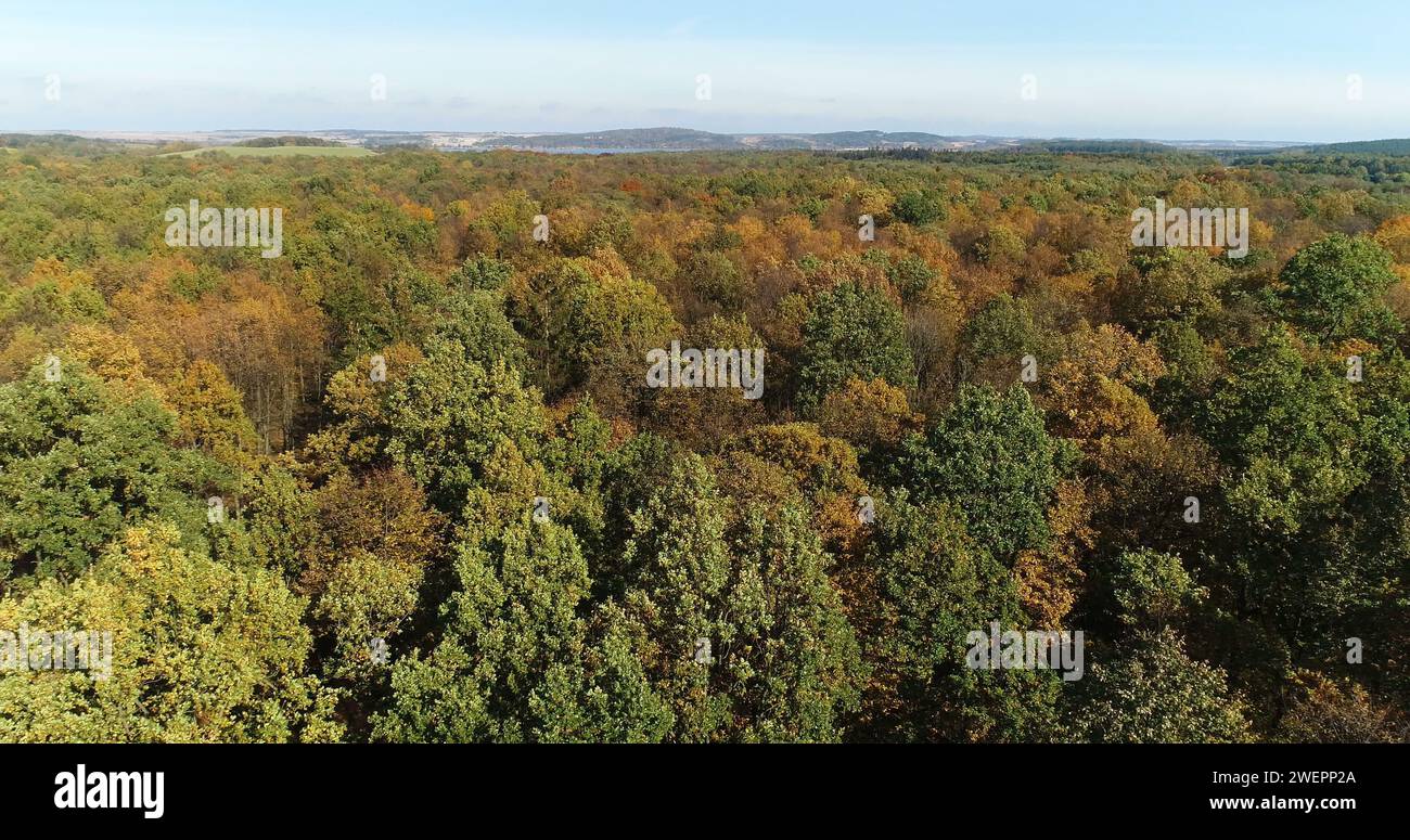 Flight over birch forest hi-res stock photography and images - Alamy