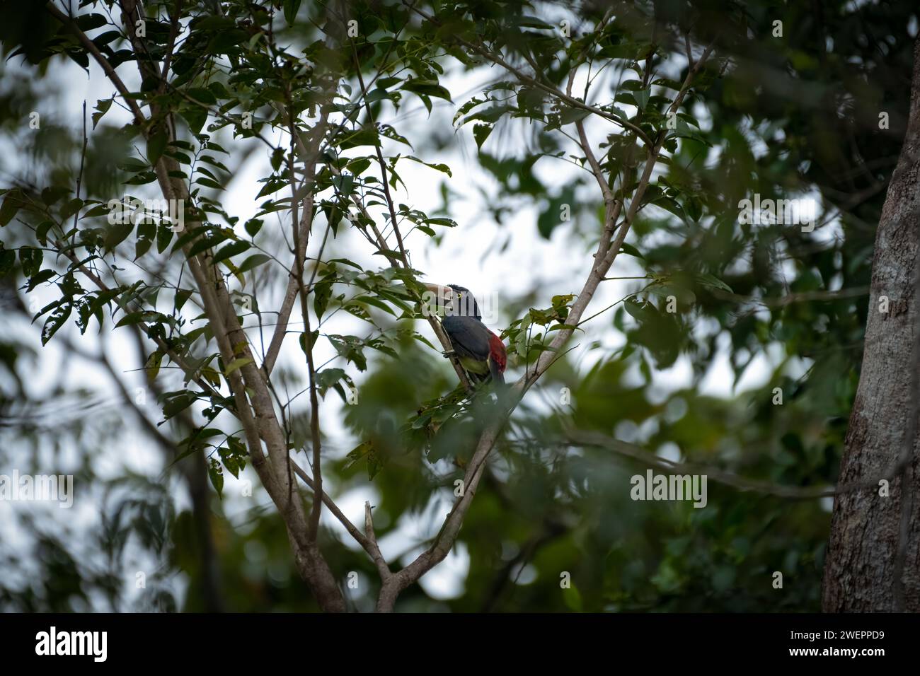 collared aracari in costa rica Stock Photo