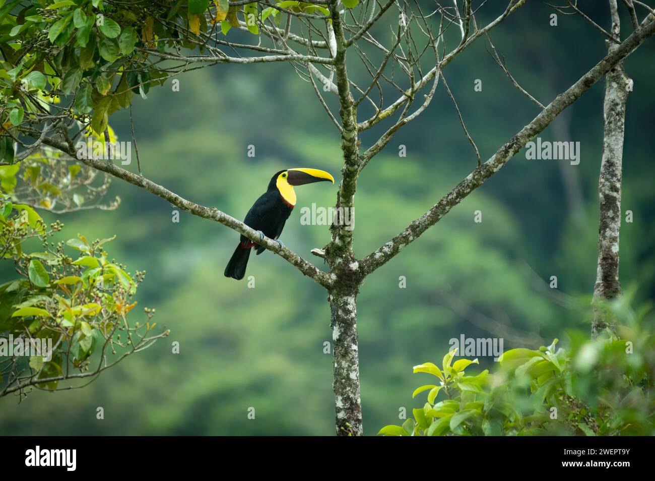 yellow-throated toucan in costa rica Stock Photo