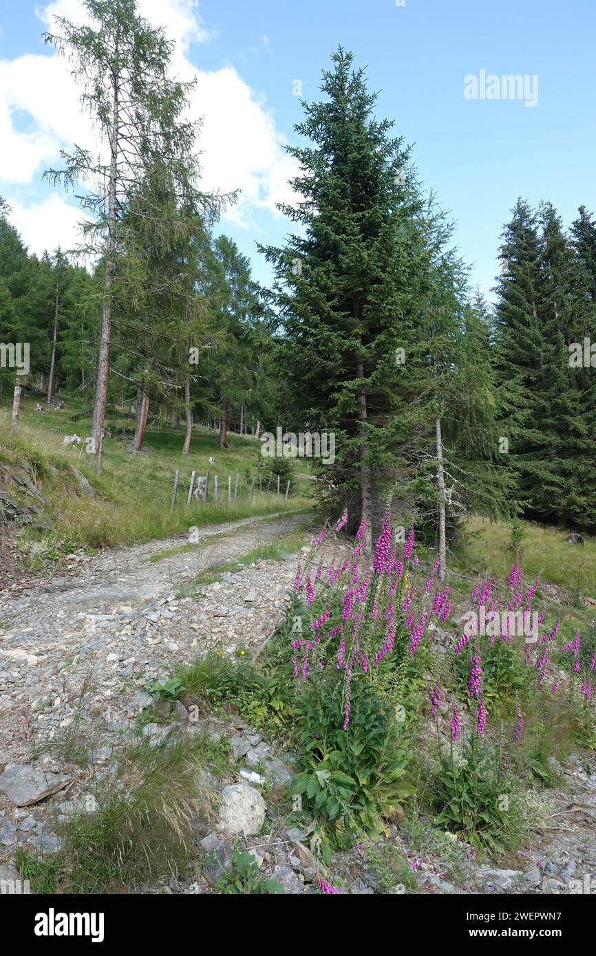 Wildflowers growing on roadside hi-res stock photography and images - Alamy