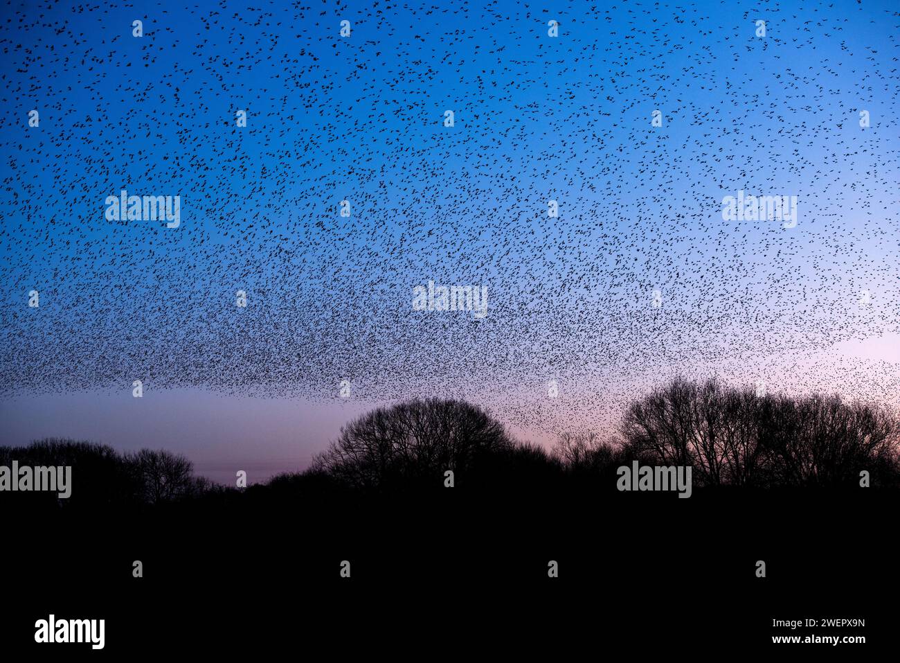 Holme Pierrepont, Nottinghamshire, UK. 26th January, 2024.  A general view of the starling murmuration over the Skylarks Nature Reserve at Holme Pierrepont, Nottingham. Neil Squires/Alamy Live News Stock Photo
