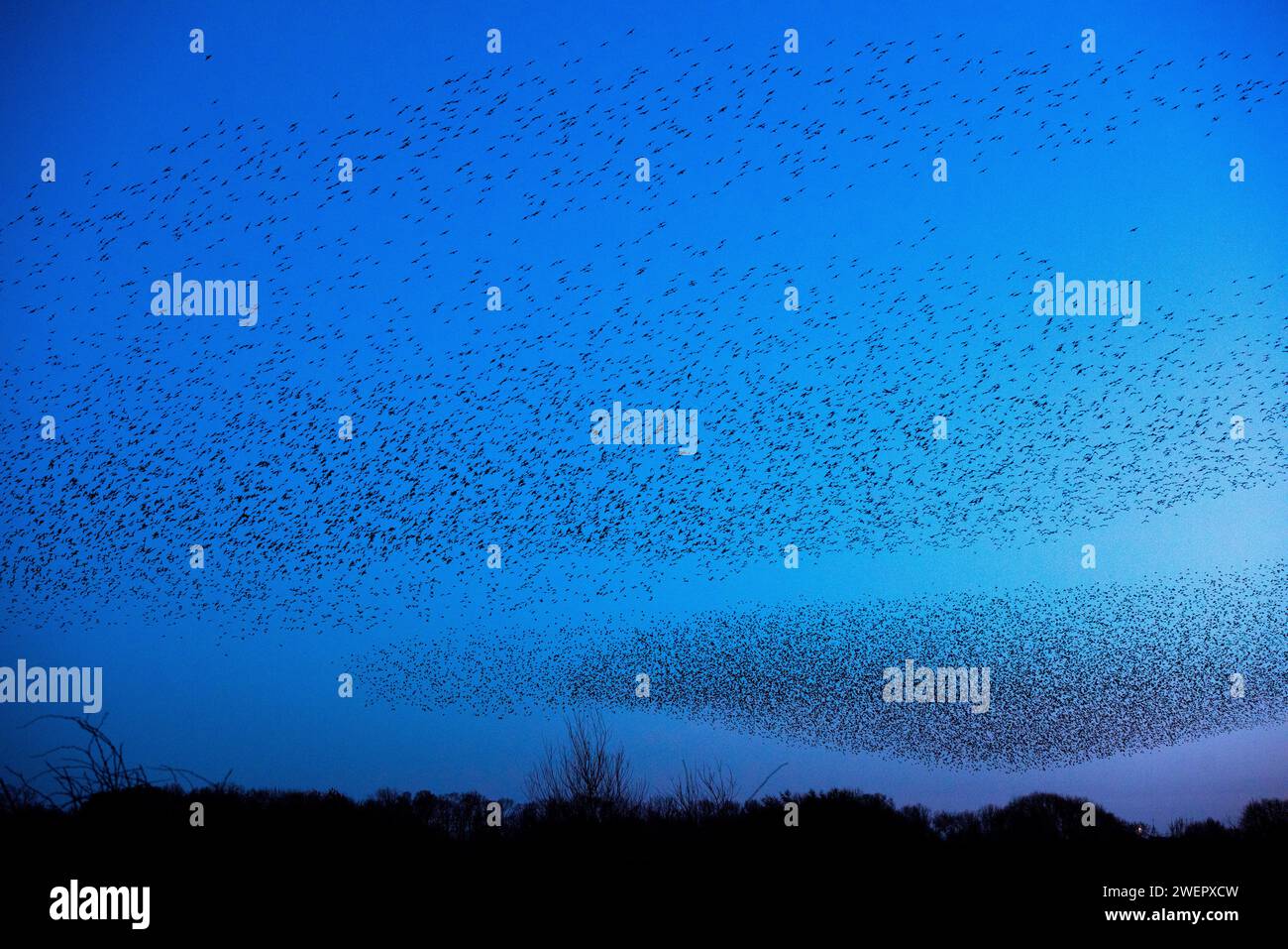 Holme Pierrepont, Nottinghamshire, UK. 26th January, 2024.  A general view of the starling murmuration over the Skylarks Nature Reserve at Holme Pierrepont, Nottingham. Neil Squires/Alamy Live News Stock Photo