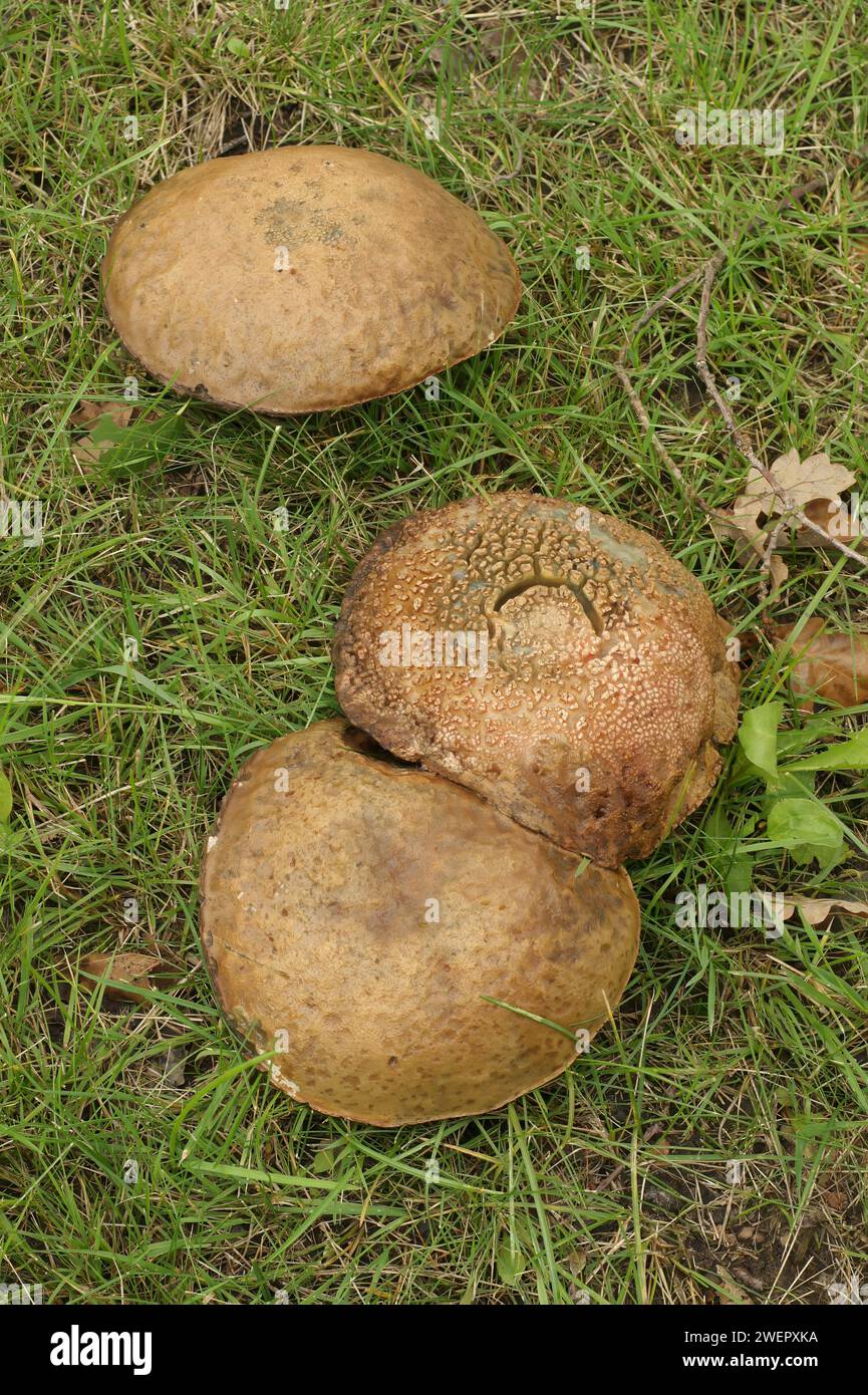 Natural closeup on the Slate Bolete mushroom , Leccinum duriusculum gronwing in the grass Stock Photo