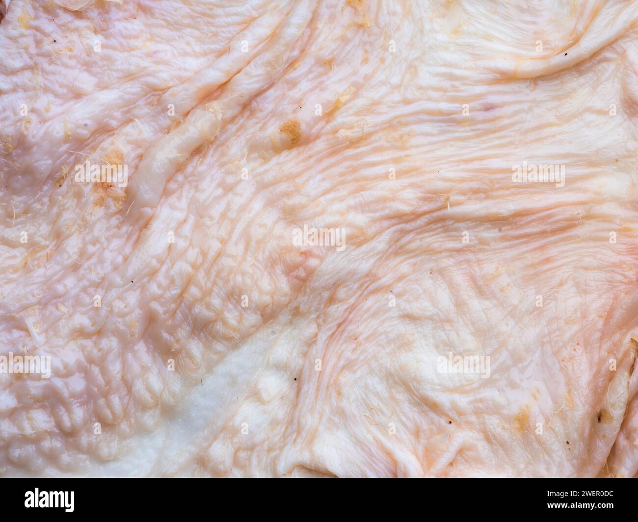 Chicken skin texture hi-res stock photography and images - Alamy