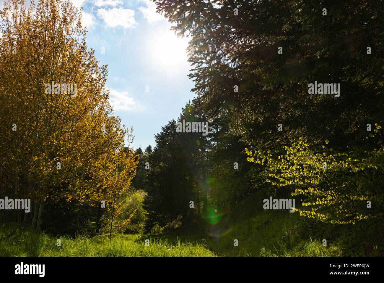 Carbon net zero or net-zero emission concept photo. A forest view with ...