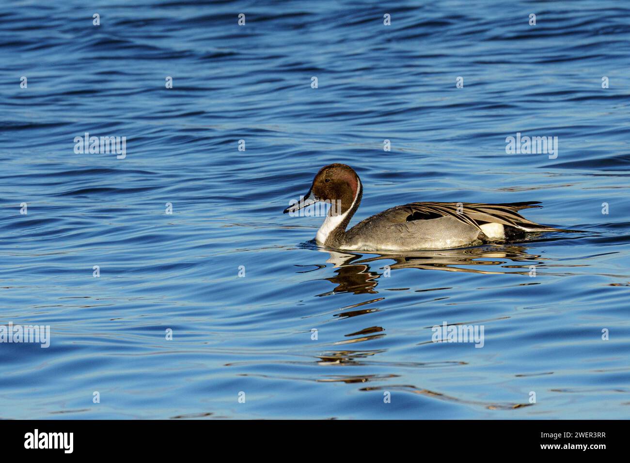 A serene duck afloat in calm blue waters, gazing curiously Stock Photo