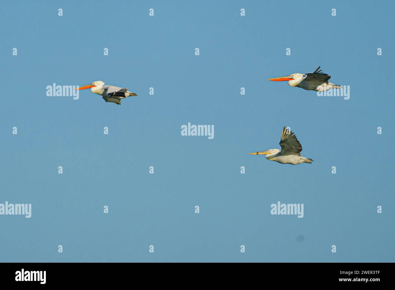 Five pelicans soar through the vibrant blue sky, their gaze fixed on the hunt for nourishment Stock Photo