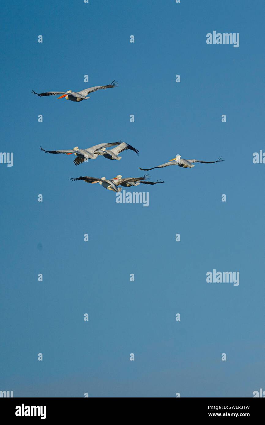 A group of birds soaring through a sky adorned with fluffy blue clouds ...