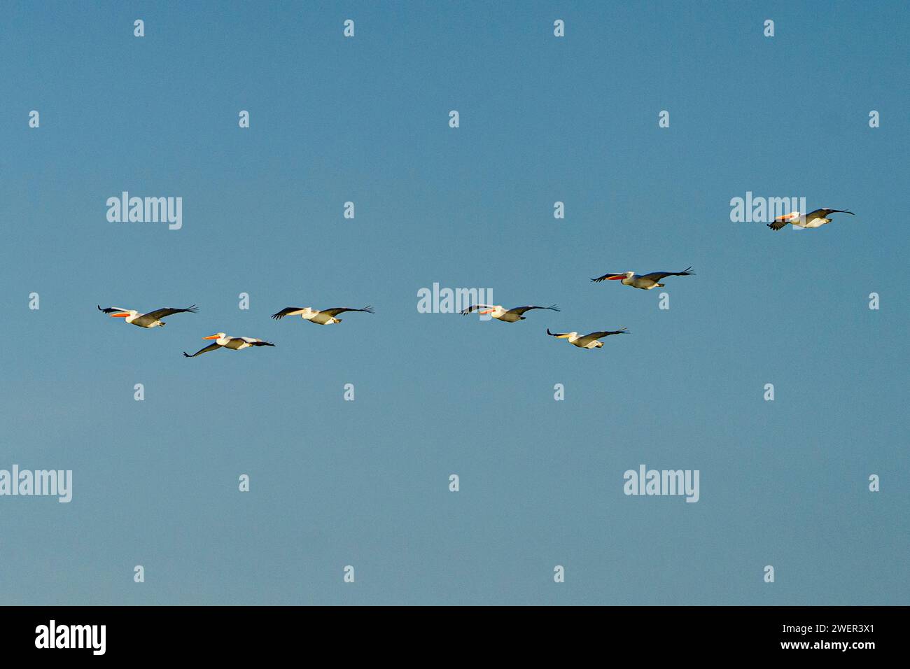 A group of birds flying in clear blue sky Stock Photo - Alamy