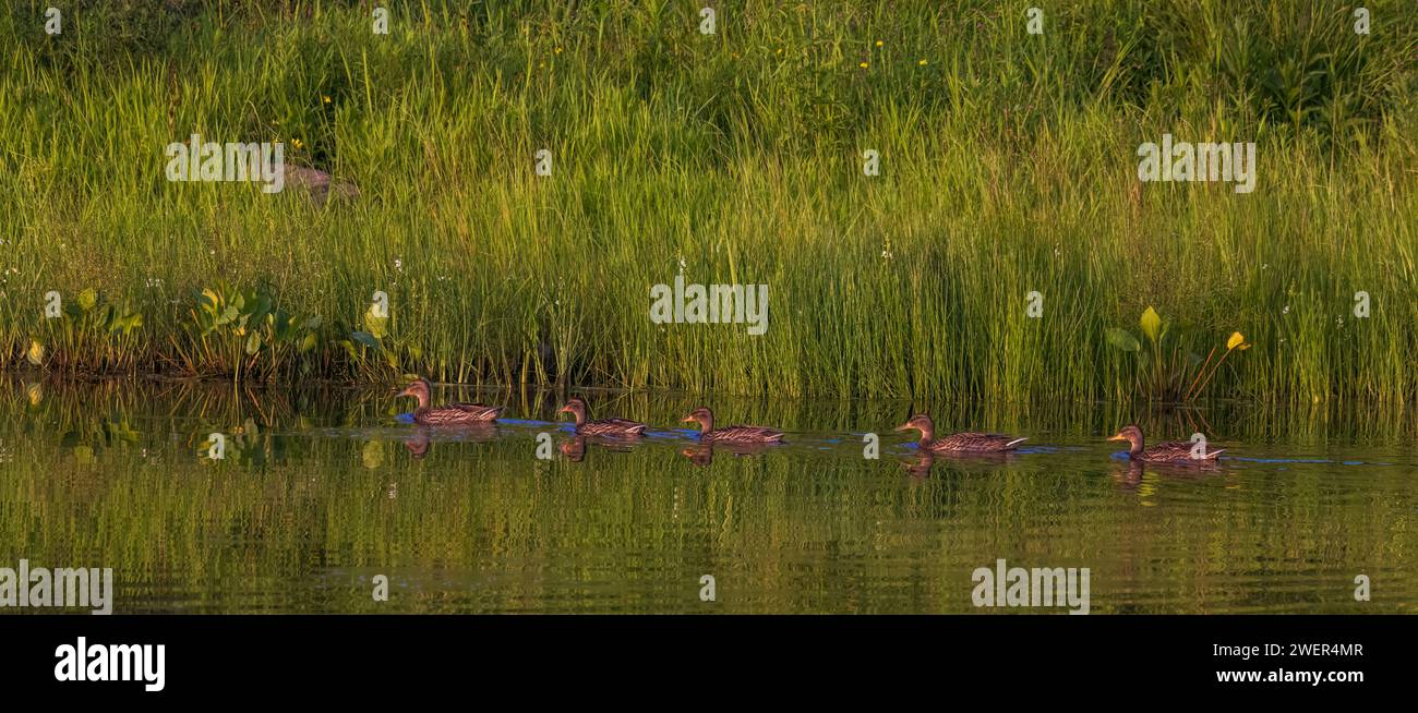 Hen and ducklings on a summer day in northern Wisconsin. Stock Photo