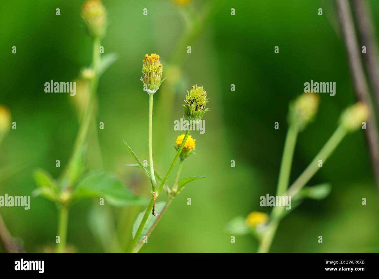 Bidens radiata plant. Bidens radiata is a species of flowering plant belonging to the family Asteraceae Stock Photo