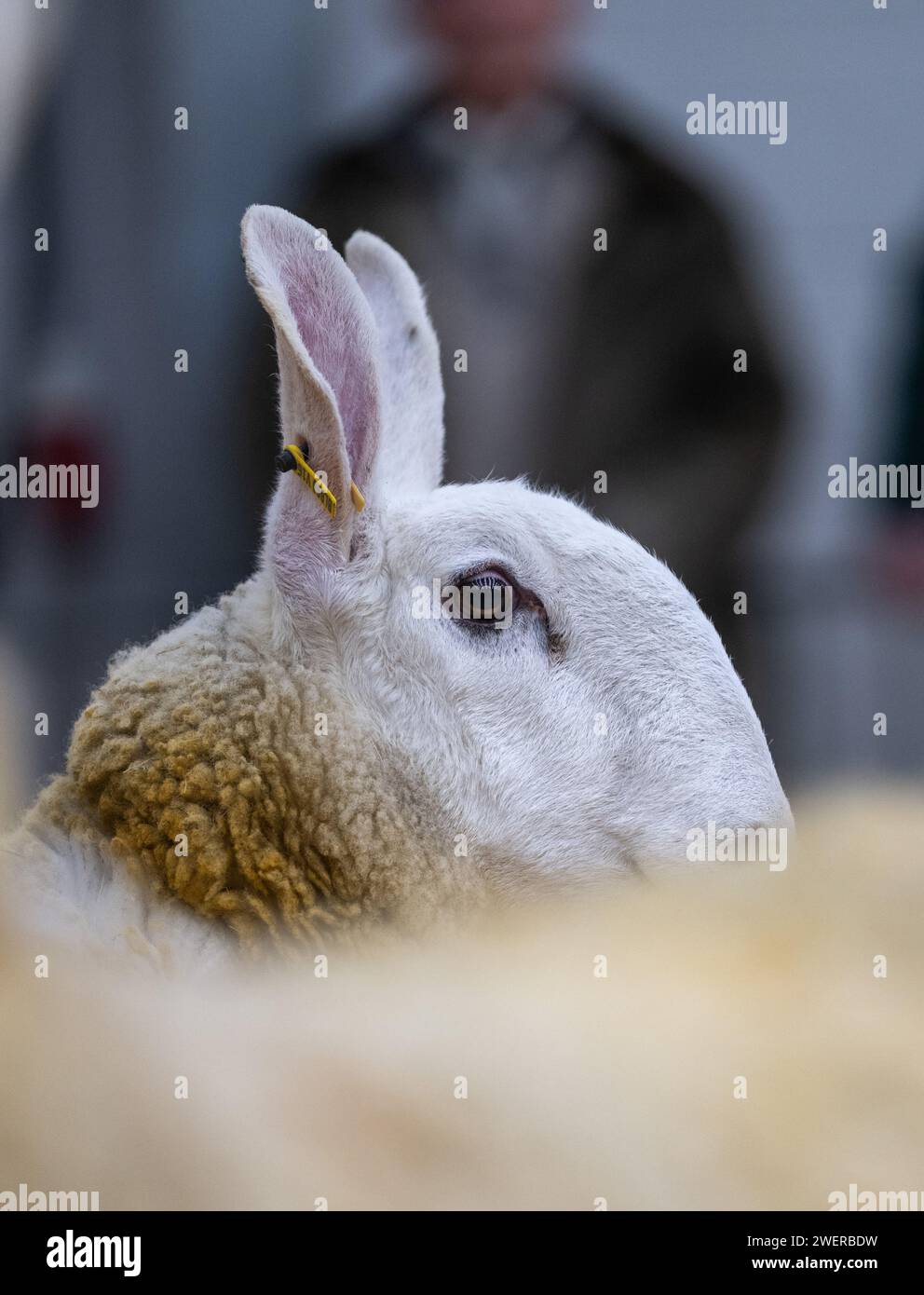 Border leicester ewe hi-res stock photography and images - Alamy