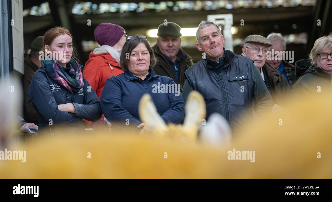 Judging a Border Leicester female sale at Carlisle livestock auction mart, Cumbria, UK.. Stock Photo