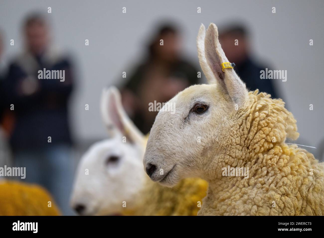 Border leicester ewe hi-res stock photography and images - Alamy
