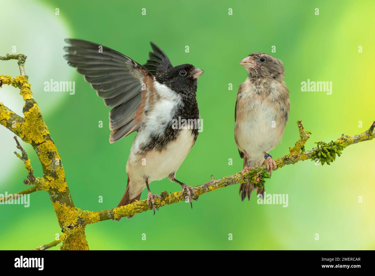 black-headed canary, Serinus alario alario Stock Photo - Alamy