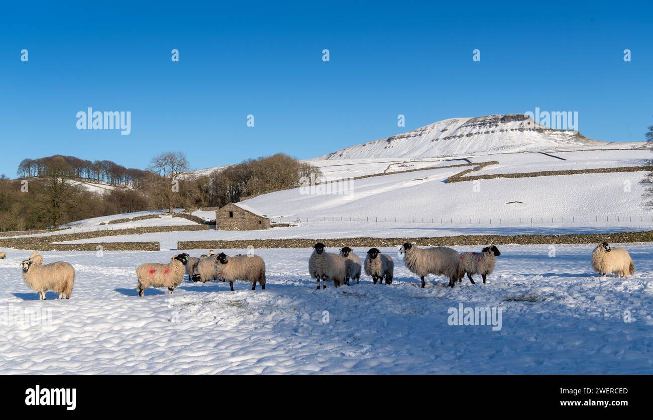 Dalesbred ewe hoggs waiting for feed in a snow covered field, with Penyghent hill in the background. Horton in Ribblesdale, North Yorkshire, UK. Stock Photo