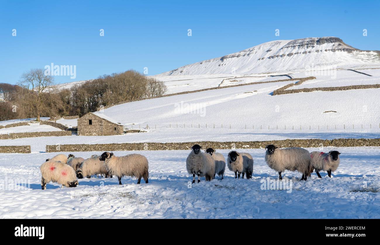 Dalesbred ewe hoggs waiting for feed in a snow covered field, with Penyghent hill in the background. Horton in Ribblesdale, North Yorkshire, UK. Stock Photo