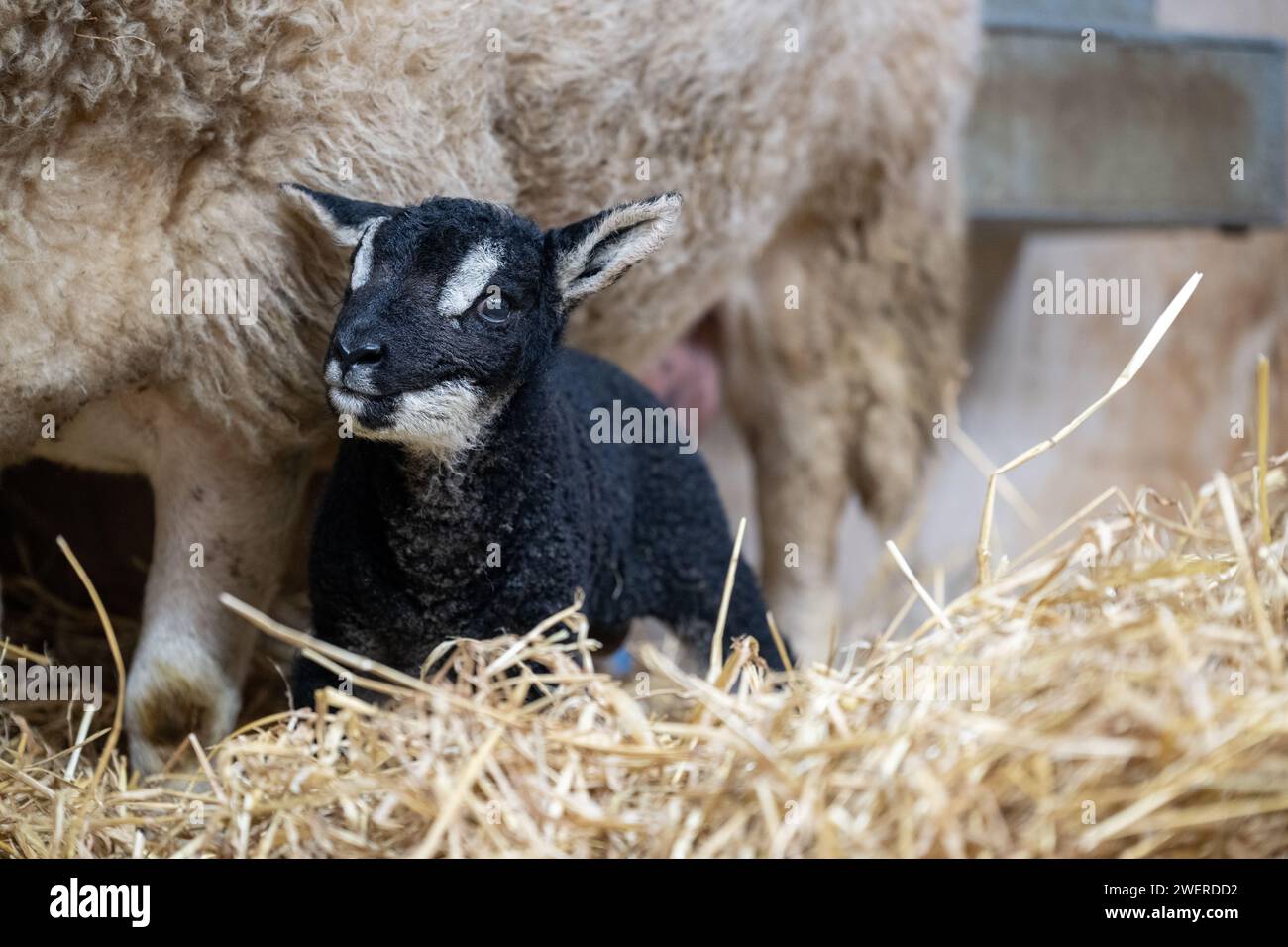 Crossbred ewe with a pedigree Badger Faced Texel at foot as a result of an embryo transplant breeding program. Cumbria, UK. Stock Photo