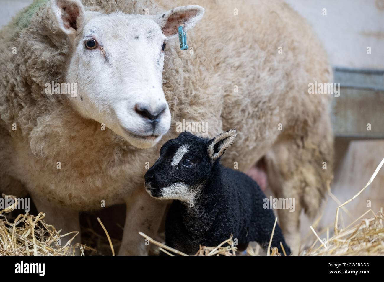 Crossbred ewe with a pedigree Badger Faced Texel at foot as a result of an embryo transplant breeding program. Cumbria, UK. Stock Photo