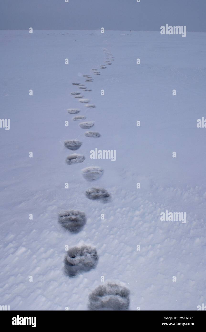 polar bear, Ursus maritimus, footprints on the snow covered pack ice, 1002 coastal plain of the Arctic National Wildlife Refuge, Alaska Stock Photo