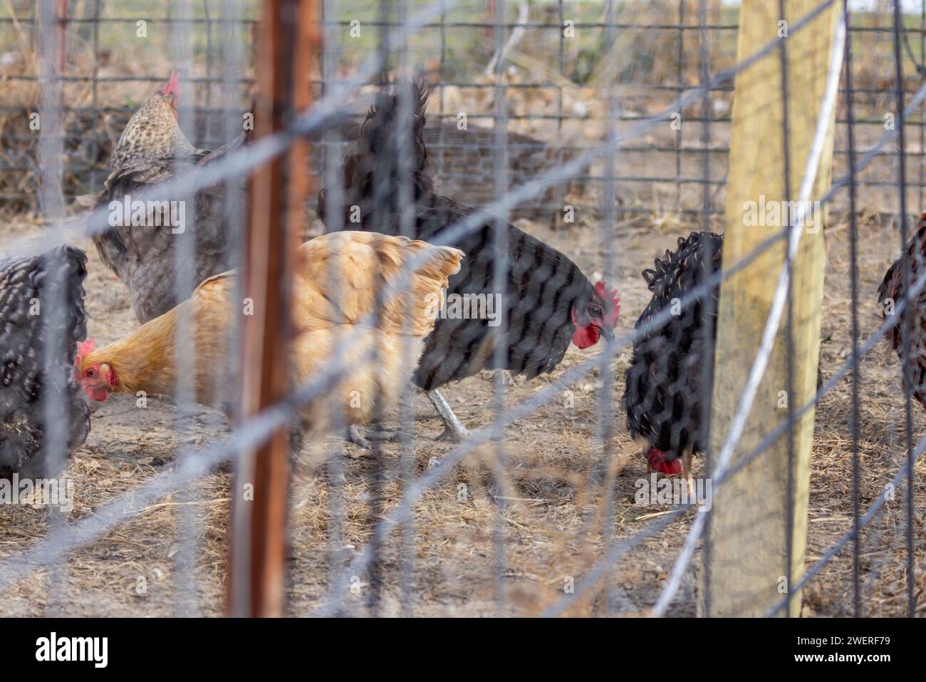 Domestic chickens in pen Stock Photo - Alamy
