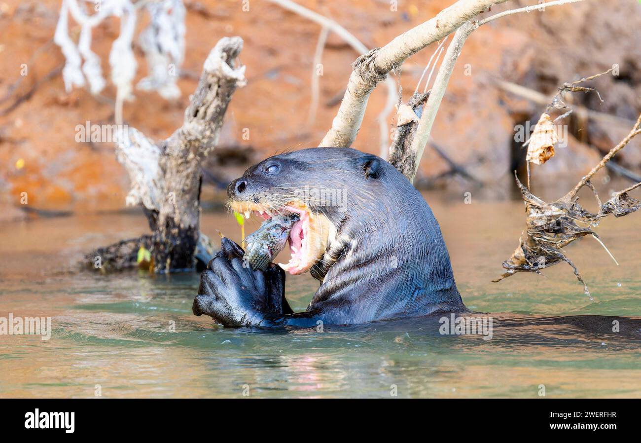Giant River Otter (Pteronura brasiliensis) Swimming in a River asnd Eating an Armored Catfish in Brazil Stock Photo