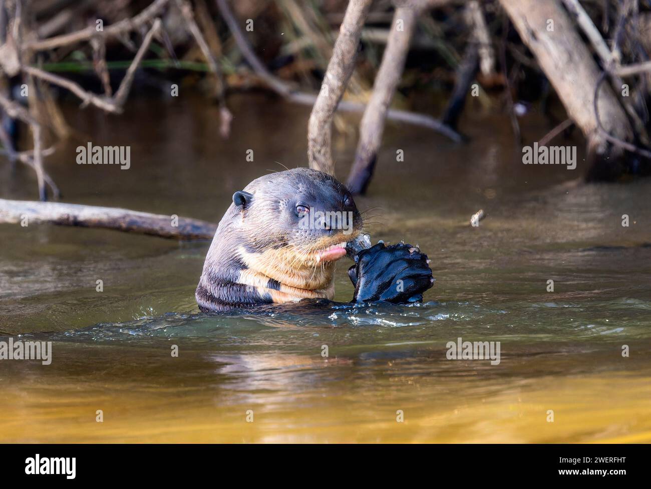 Giant River Otter (Pteronura brasiliensis) Swimming in a River asnd Eating an Armored Catfish in Brazil Stock Photo