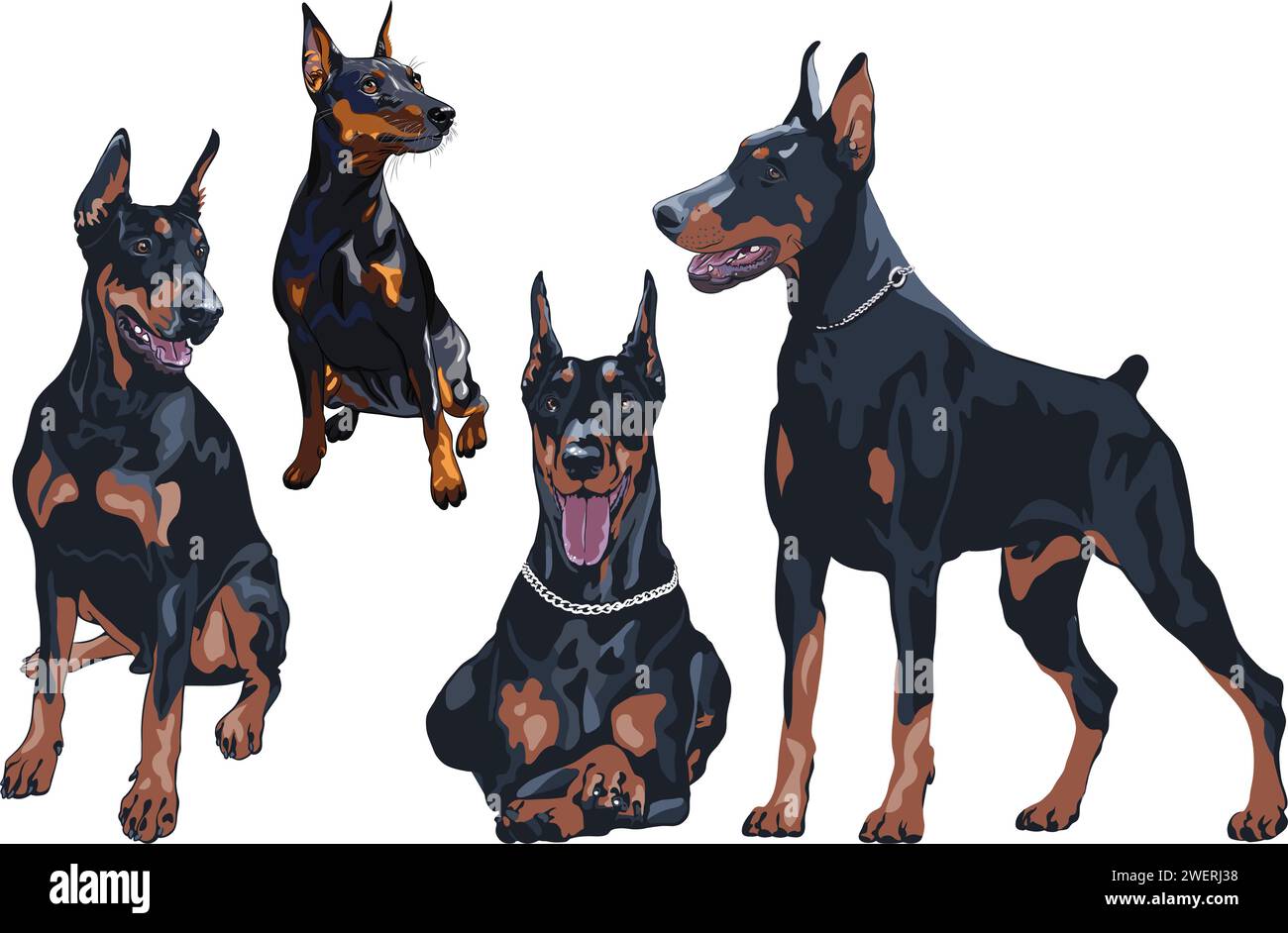 Set of dog Doberman and Miniature Pinscher breed Stock Vector