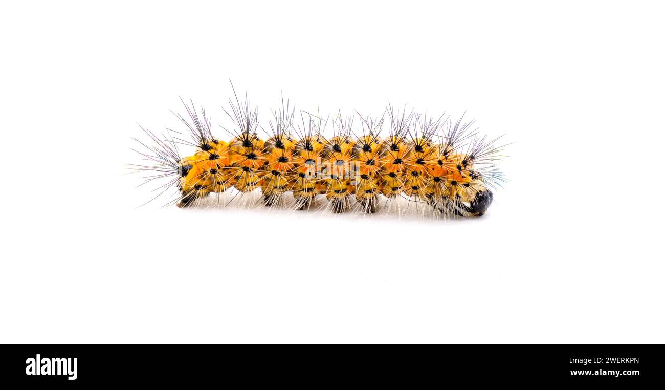 Larva spilosoma Cut Out Stock Images & Pictures - Alamy