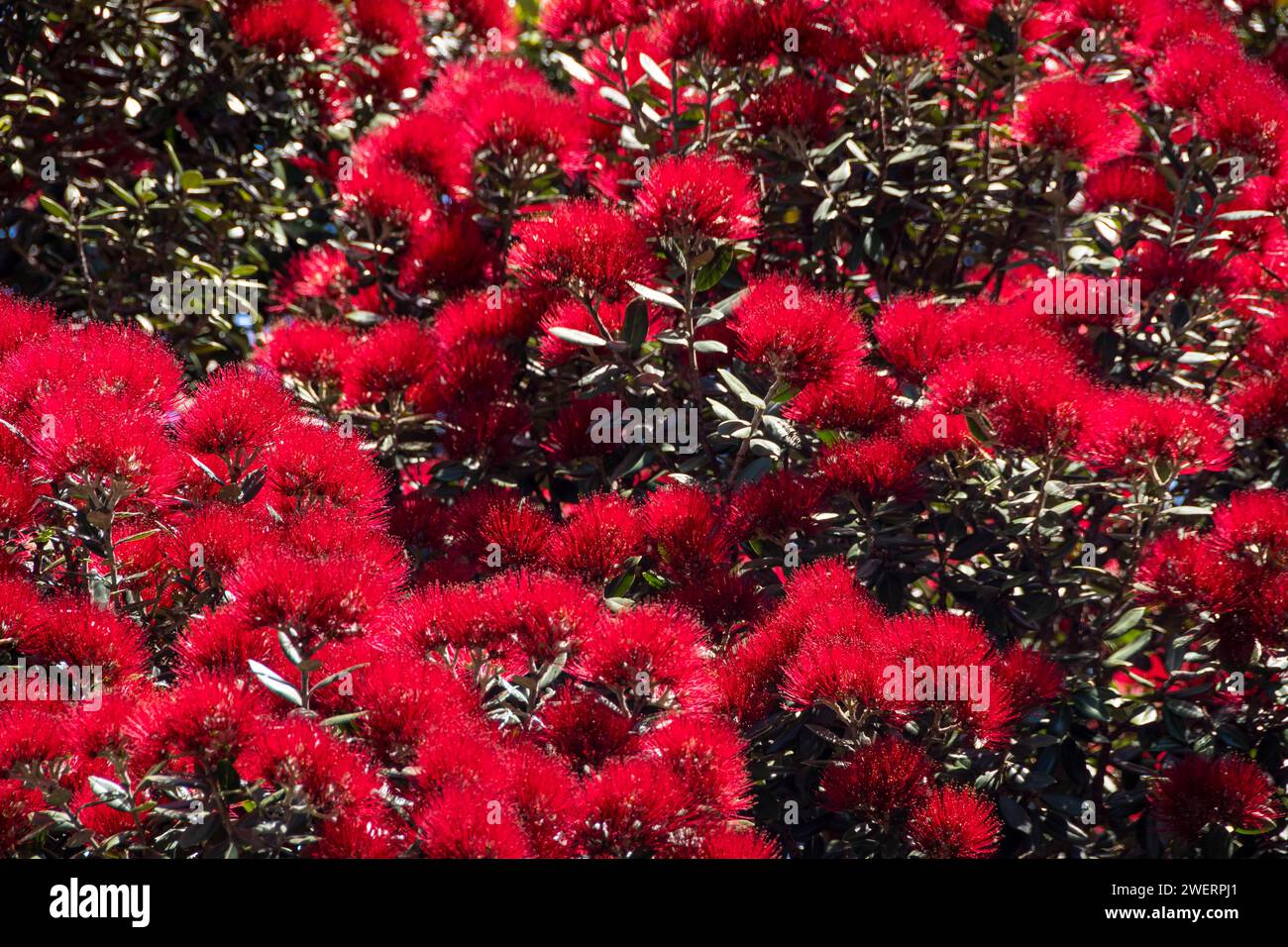 Pohutukawa tree in flower, Palmerston North, Manawatu, North Island, New Zealand Stock Photo