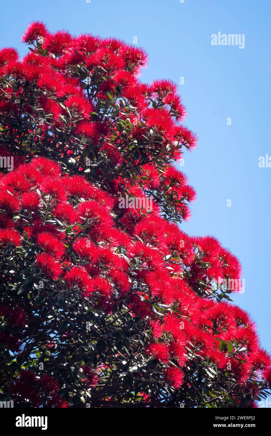Pohutukawa tree in flower, Palmerston North, Manawatu, North Island